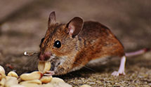 24 Hour & Emergency Exterminators in Westhope, ND